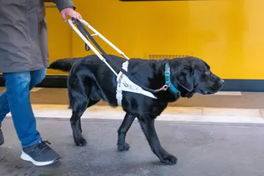 Éducateur / Éducatrice de chiens guides d'aveugles
