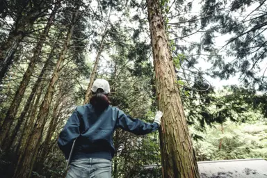 Ingénieur forestier / Ingénieure forestière